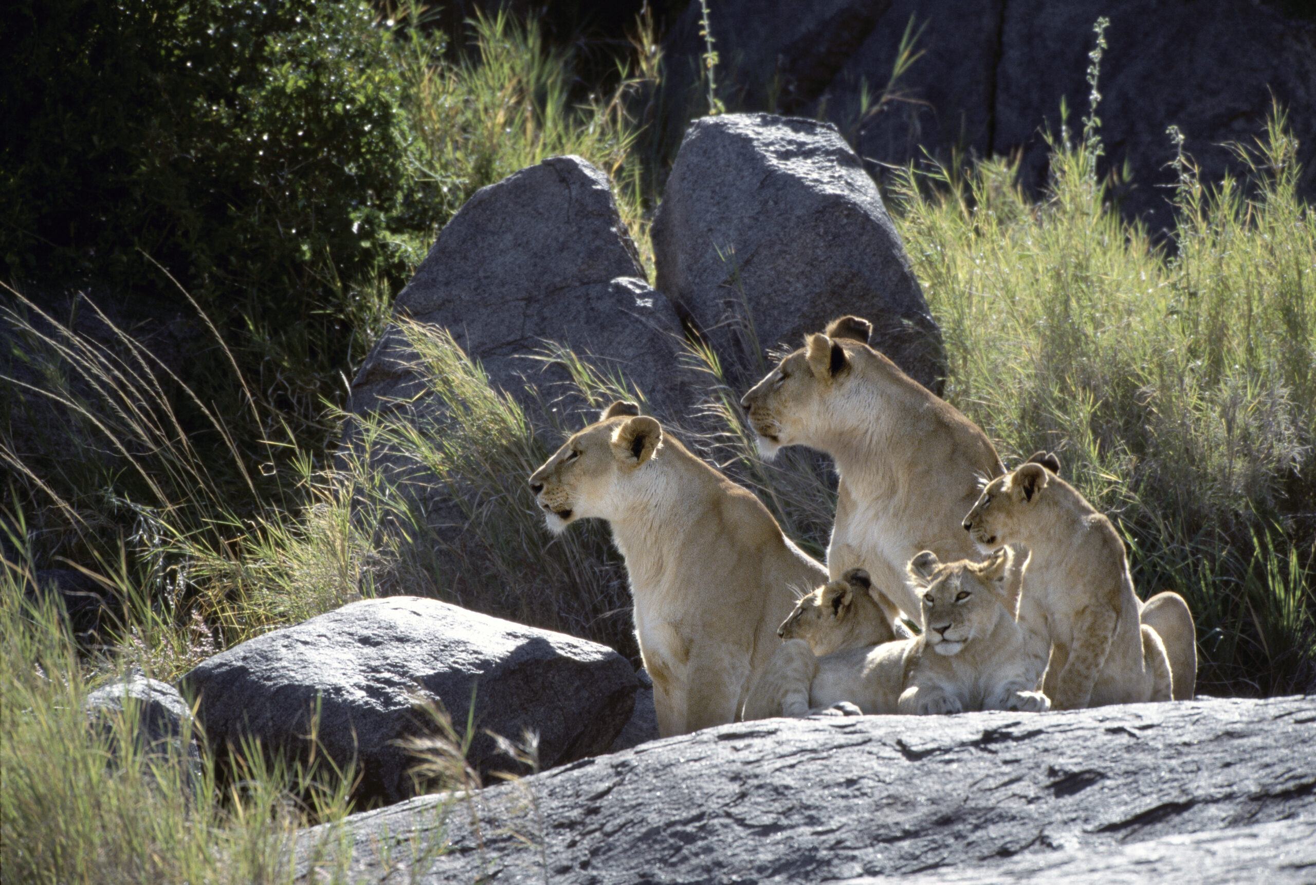Signature-exception-Tanzanie-07