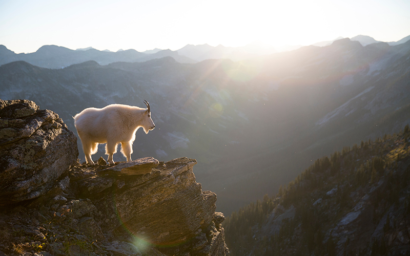 canada-faune-sauvage