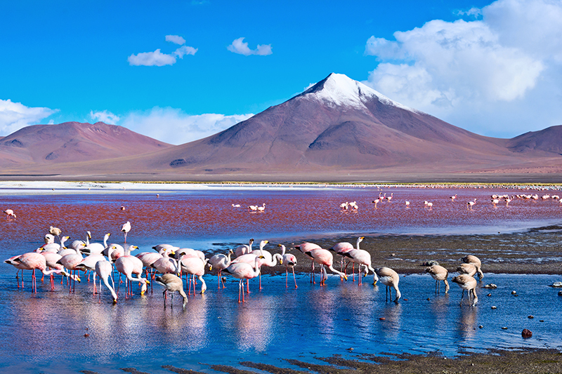 Flamingoes in Laguna Colorada , Bolivia